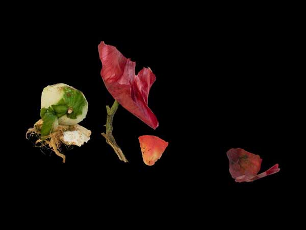 RHYPAROGRAPHIE 1,STILLLEBEN mit schwarzem Hintergrund und Gemüseschalen Ria Siegert,  Fotofineartdruck auf Alu-Dibond Aufl.10 + 2 /  50 x 70 cm